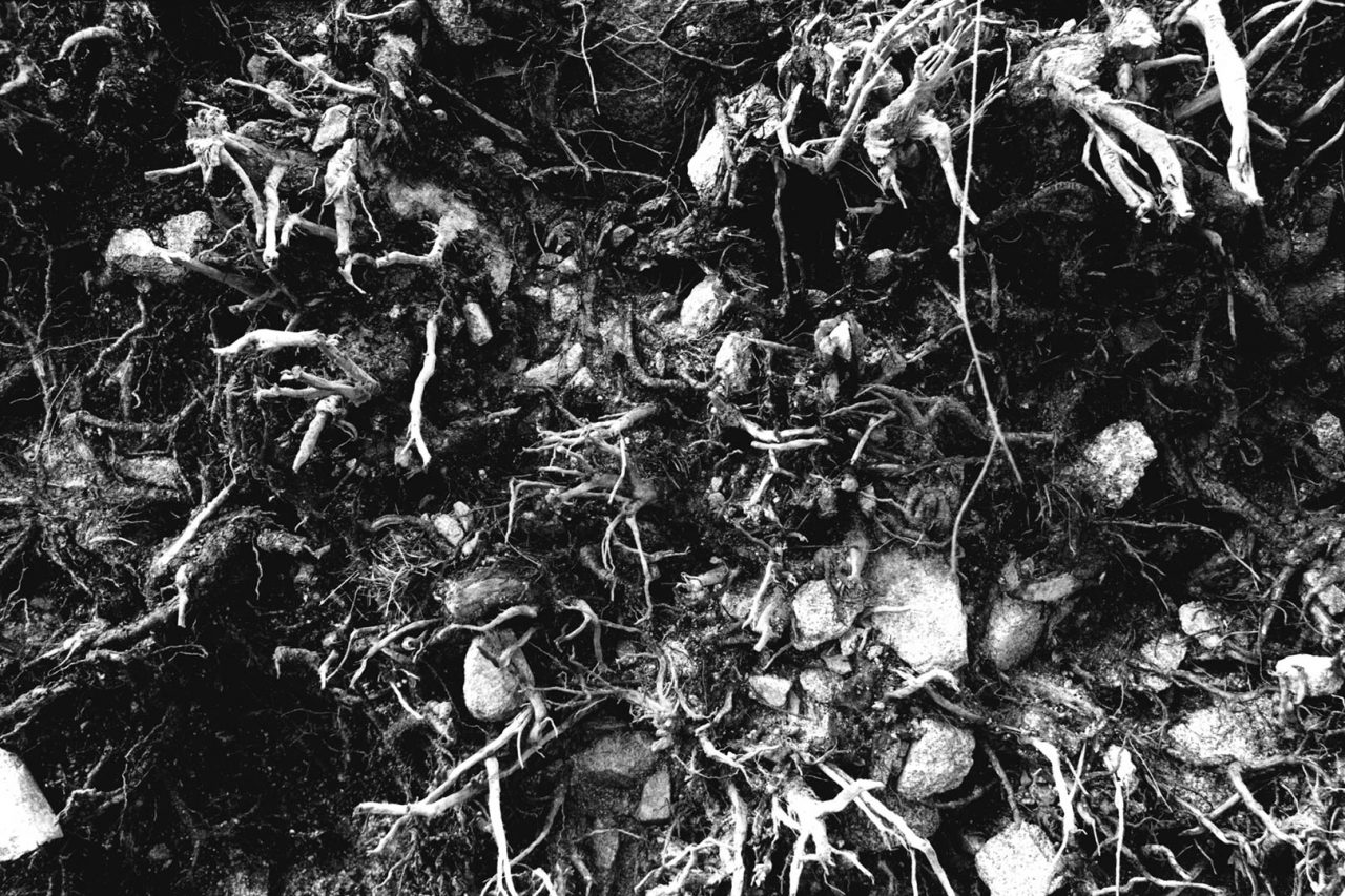 “Roots”, Or du Temps, 2004